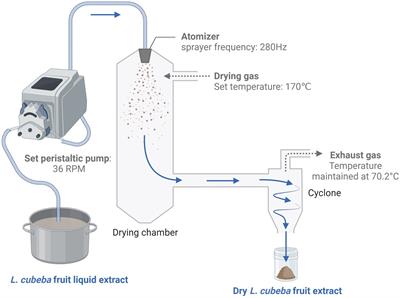 Exploring possible benefits of Litsea cubeba Pers. extract on growth, meat quality, and gut flora in white-feather broilers